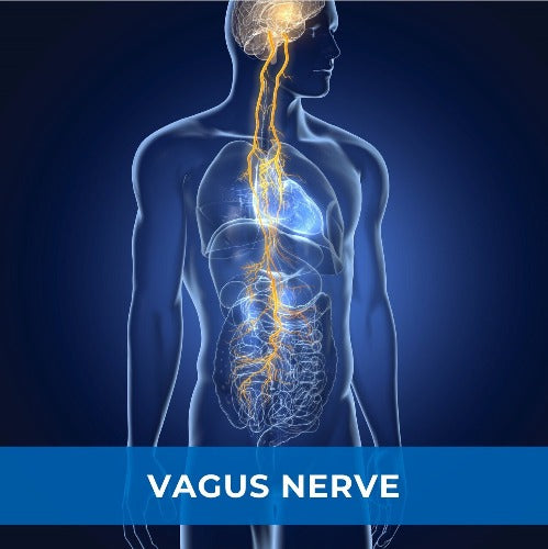 Vagus Nerve & Neck Release